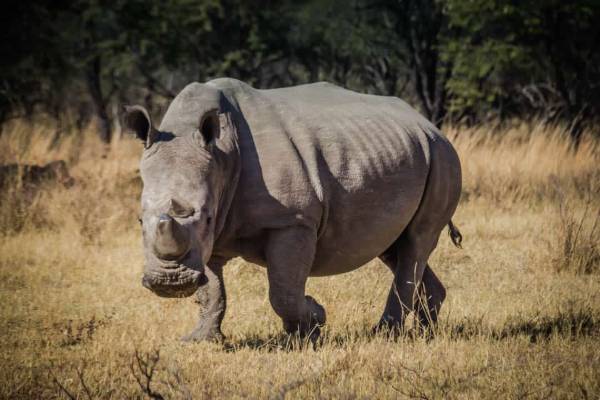 Ziwa Rhino Sanctuary Rhino Tracking Tour Uganda Wildlife Safaris