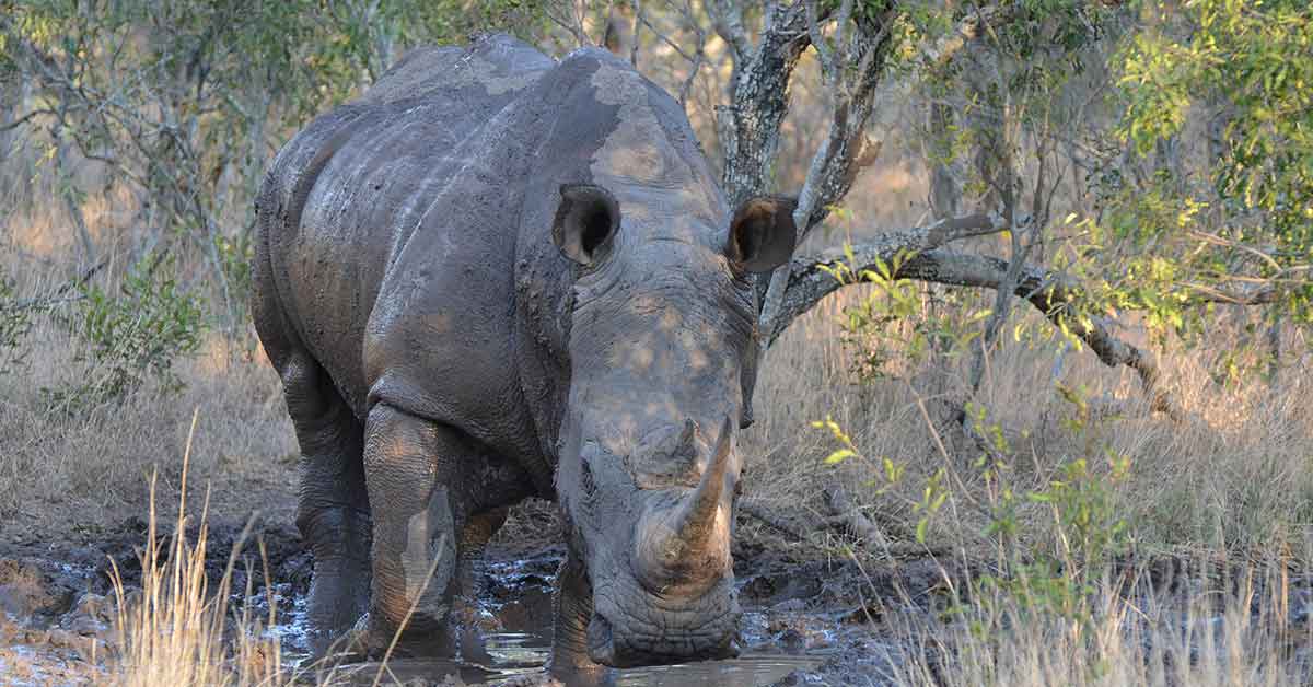 Ziwa Rhino Sanctuary