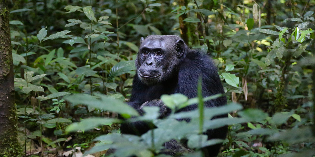 Budongo Forest Chimpanzee Community | Murchison Falls National Park