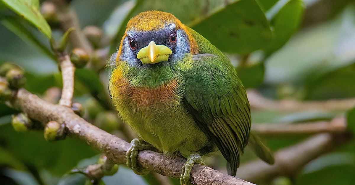 Budongo Forest bird watching