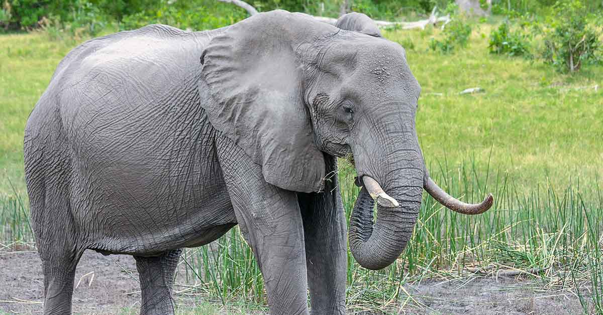 Elephants in Murchison Falls