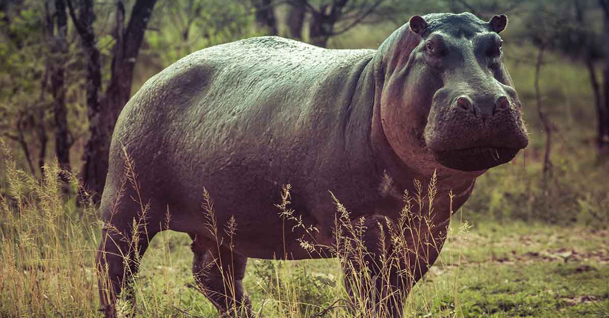 Hippo in Murchison falls