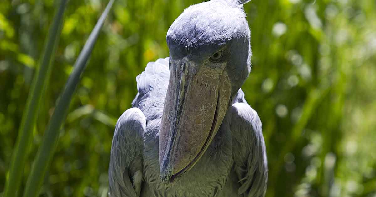 Shoebill Trekking