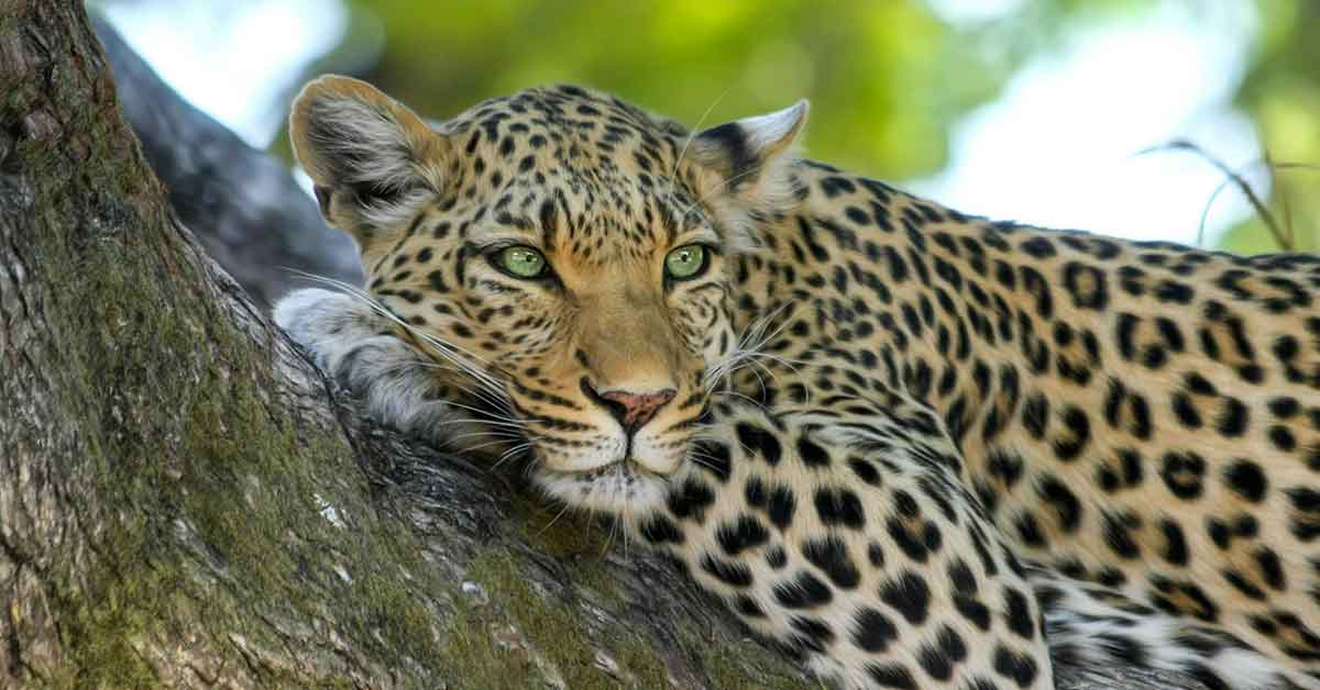 Are there leopards in Murchison Falls - Murchison Falls National Park